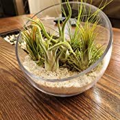 WGVI Clear Slant Cut Bowl Glass Vase, Glass Terrarium, Candy Dish, Glassware, Slant Open: 7". Height: 6" x 2.7". Base: 4" (1 Piece)